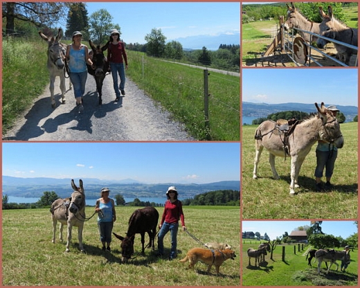 Esel-Trekking mit Bauern-Brunch