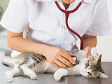 Krankenversicherung für Ihr Haustier