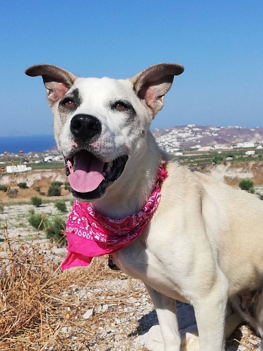 Daisy in Santorini