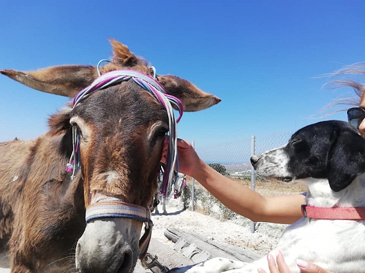 Hilfe für die Tiere in Griechenland