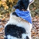 Gremlinka, 7 Monate - Hunde in der Slowakei | Hilf dem Tier