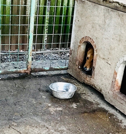 Futter für die Hunde in der Slowakei