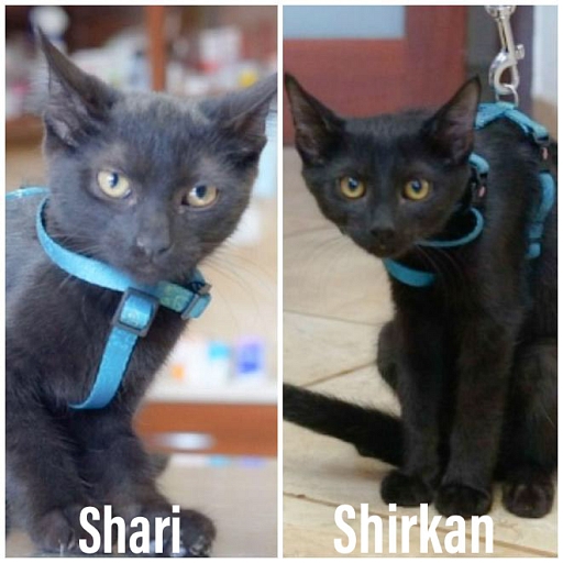 Shirkan & Shari 