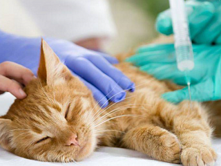 Die 10 häufigsten Krankheiten bei Katzen