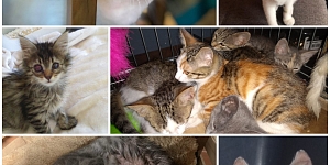 Projekt Katzenhilfe Hoffnung-Espoir